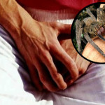 aranha-picada-pheeno