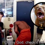 cachorro-penis-pheeno-capa