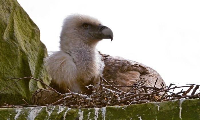  Casal formado por abutres gays incuba ovo rejeitado por fêmea em zoológico