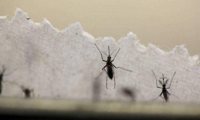  Registrado primeiro caso de transmissão sexual de zika entre homens