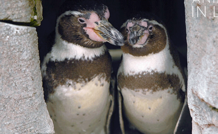  Casal de pinguins gays comemora 10 anos juntos adotando filhote