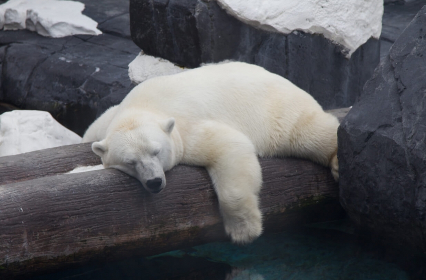  Separada de sua parceira após 20 anos juntas, ursa polar morre “de coração partido”
