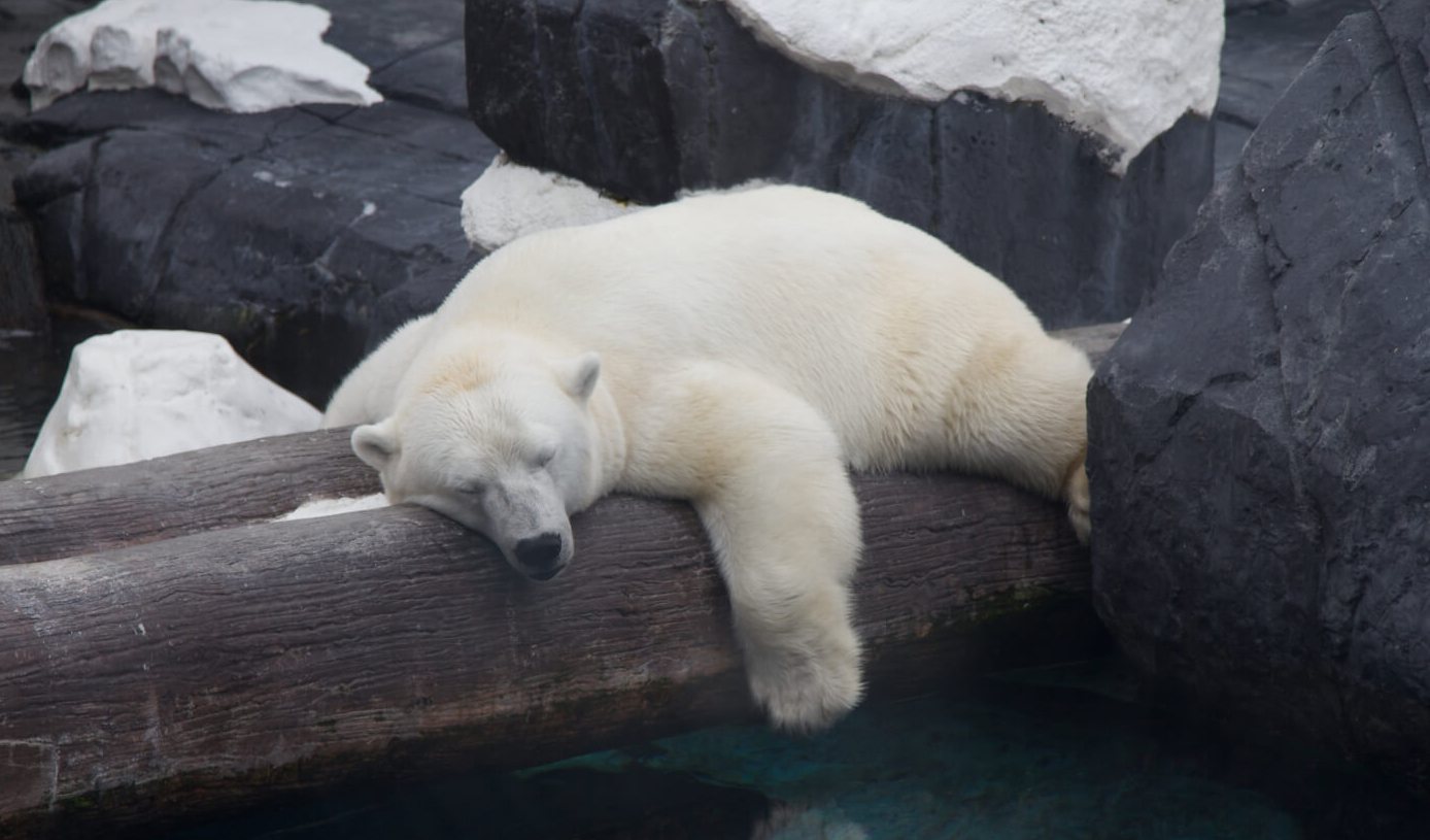 ent_misc_seaworld_san_diego_2011_014