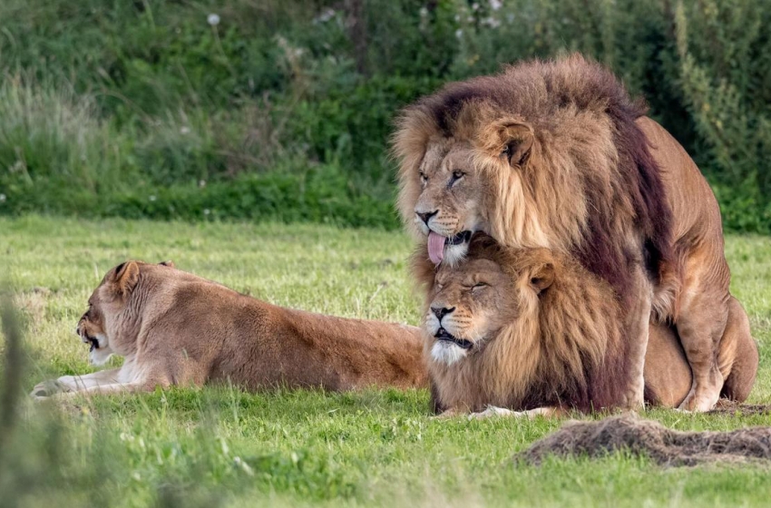  Fotógrafo flagra dois leões machos cruzando em parque na Inglaterra
