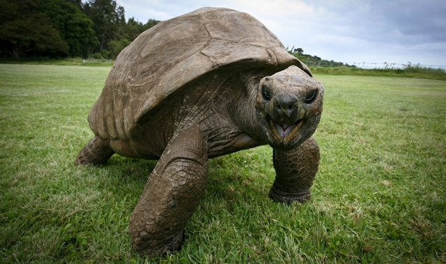  Tartaruga mais velha do mundo “sai do armário” após 186 anos; entenda
