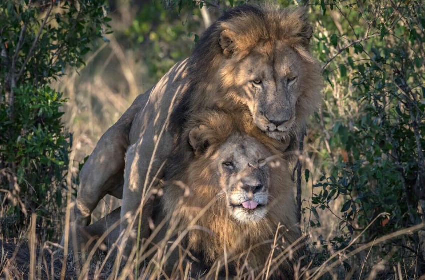  Oficial queniano acredita que leões gays foram “possuídos por demônios”