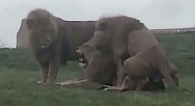  Família flagra leões fazendo sexo a três em zoológico na Inglaterra