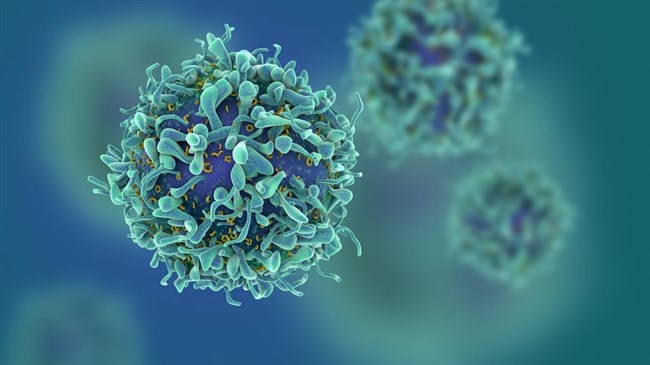  Vírus descrito como um primo distante do HIV está varrendo parte da Austrália