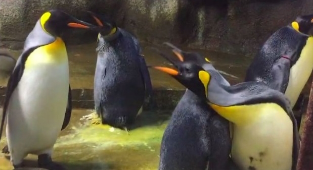  Casal de pinguins gays “sequestra” filhote de casal hétero em zoológico