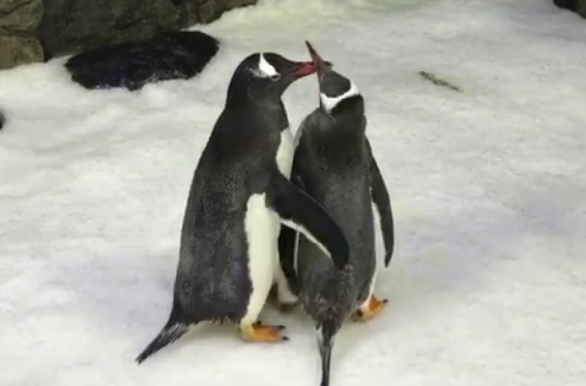  Casal de pinguins gays cria filhote adotado em aquário australiano