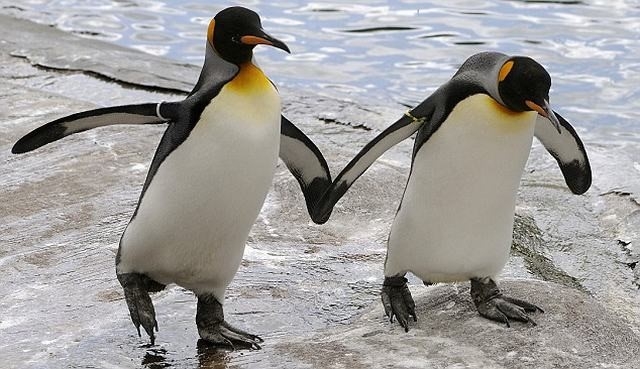  Pinguins heterossexuais são minoria em aquário da Irlanda