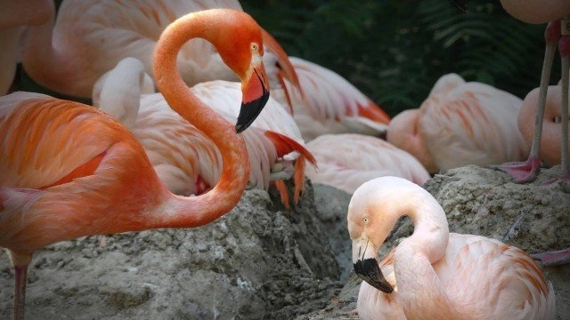  Flamingos batizados de Lance Bass e Freddie Mercury formam casal gay em zoológico