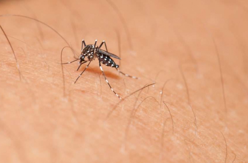  Espanha confirmam primeiro caso de dengue com transmissão sexual