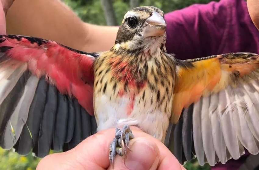  Biólogos encontram pássaro metade macho metade fêmea