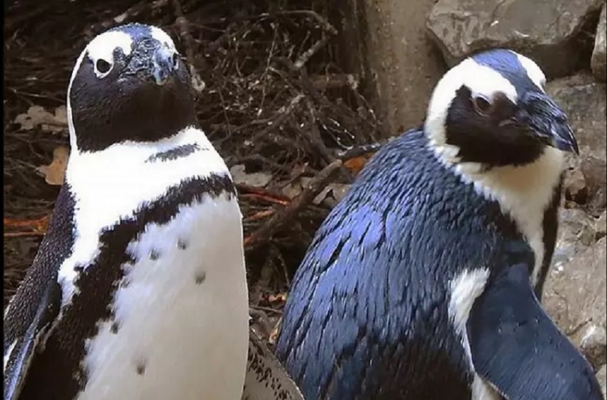  Casal de pinguins gays rouba ovos de casal lésbico na esperança de se tornarem pais