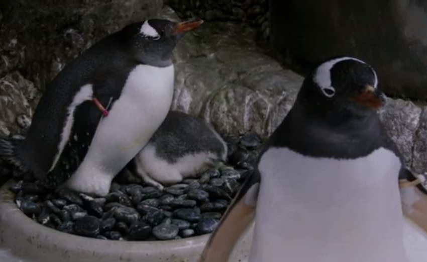  Casal de pinguins gays choca mais um ovo negligenciado por casal hétero: “Eles provaram ser bons pais”