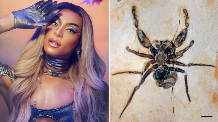 Cretapalpus vittari: Aranha de 120 milhões de anos é batizada com o nome de Pabllo Vittar em homenagem a drag