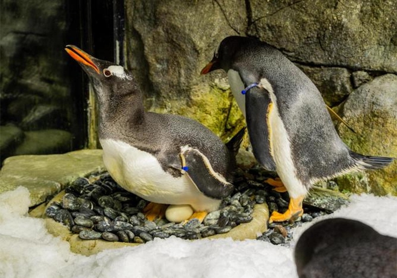 Casal gay de pinguins celebra três anos juntos e já possuem dois filhotes: “Eles são um exemplo para a colônia”