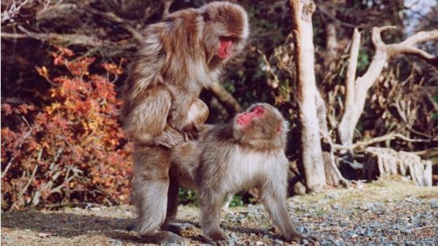  Estudo com macacos aponta benefícios em sexo gay sem relacionamento