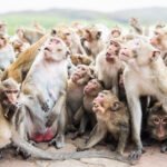 primatas-pheeno-capa