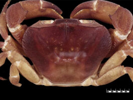 Cientistas descobrem raro caranguejo intersexo com características de macho e fêmea