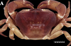 Cientistas descobrem raro caranguejo intersexo com características de macho e fêmea