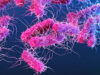 Shigella: Bactéria que provoca disenteria com sangue avança entre homens e desafia tratamentos com antibióticos
