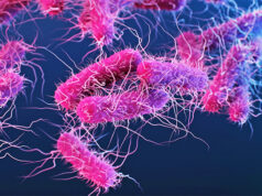 Shigella: Bactéria que provoca disenteria com sangue avança entre homens e desafia tratamentos com antibióticos