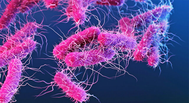 Shigella: Bactéria que provoca disenteria com sangue avança entre homens e desafia tratamentos com antibióticos