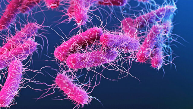 bacteria-pheeno-capa